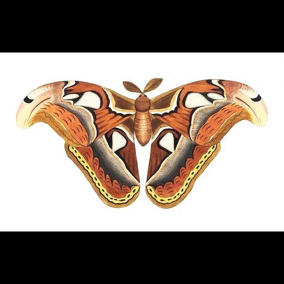 8 Horizontal Framed Butterfly Prints - Picture 4 of 9